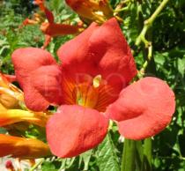 Campsis x tagliabuana - Flower - Click to enlarge!